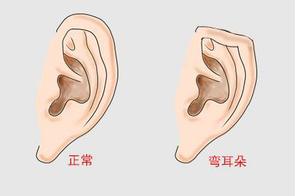 弯耳朵图片