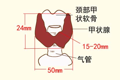 甲状腺正常大小图片
