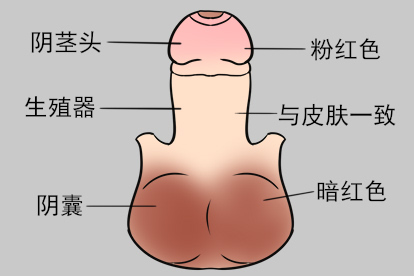 男性生殖器正常皮肤照片