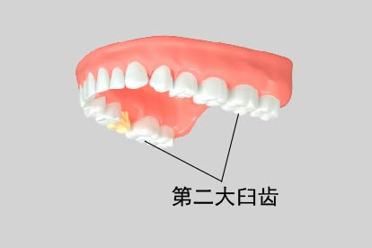 第二大臼齿图