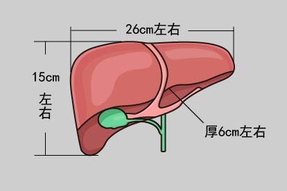 正常肝脏图片