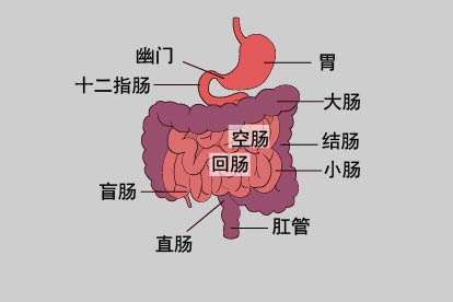 肠道的结构及各部位名称图片