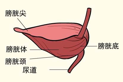 膀胱样子图片