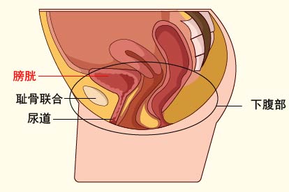 女性膀胱位置图