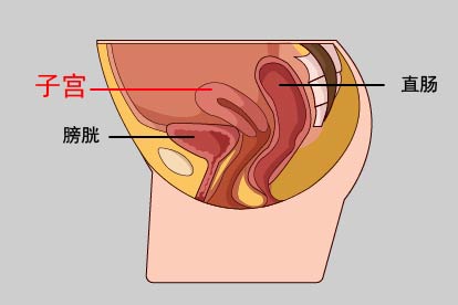 子宫位置图片