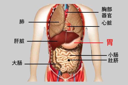 胃疼和肠疼的位置图