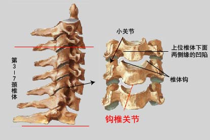 钩椎关节图片