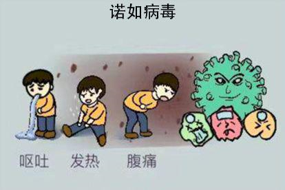 肚子里的诺如病毒图片
