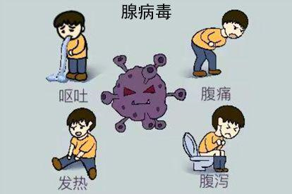 肚子里的腺病毒图片