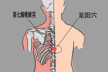 女性脊柱养生艾灸贴至阳穴位置图