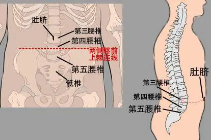 第三、四、五腰椎位置图