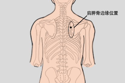 肩胛骨边缘位置图
