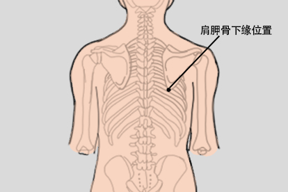 肩胛骨下缘位置图