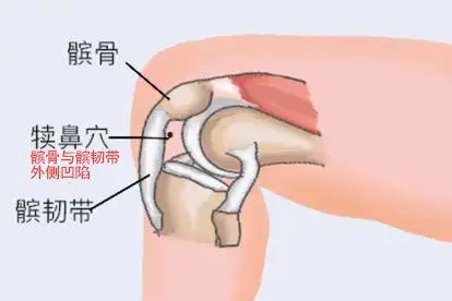 犊鼻穴位图