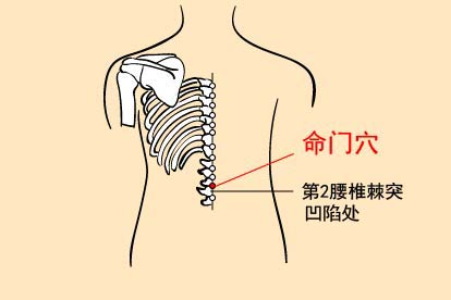 命门穴位置图