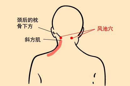 风池穴位置图
