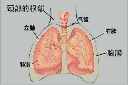 肺图片
