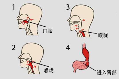 正常女性脖子吞咽图片