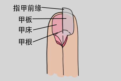 指甲长出来图片