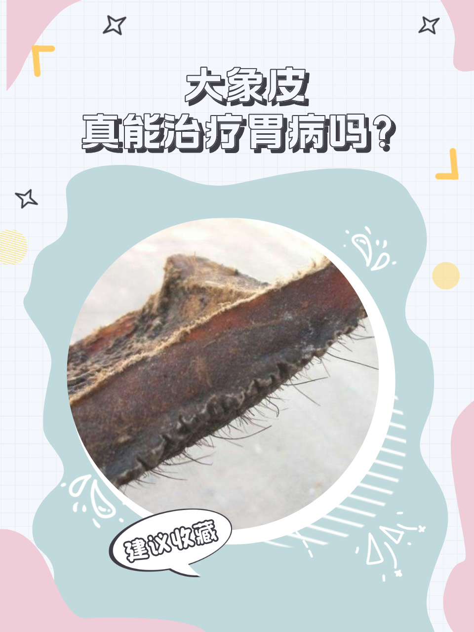 大象皮，真能治疗胃病吗？